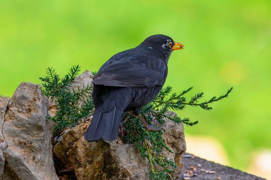hoffmann bird guide